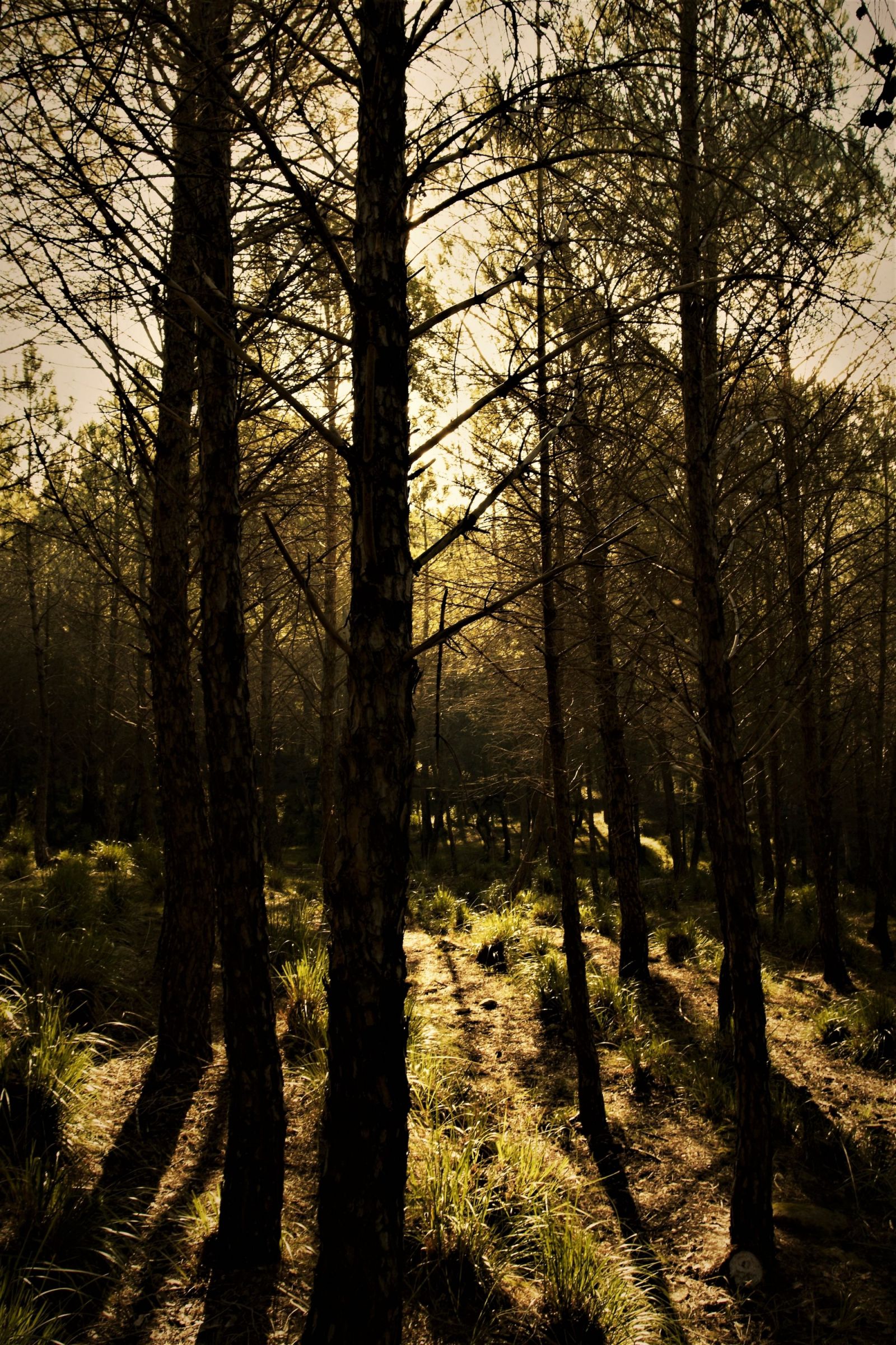 ombre nel bosco